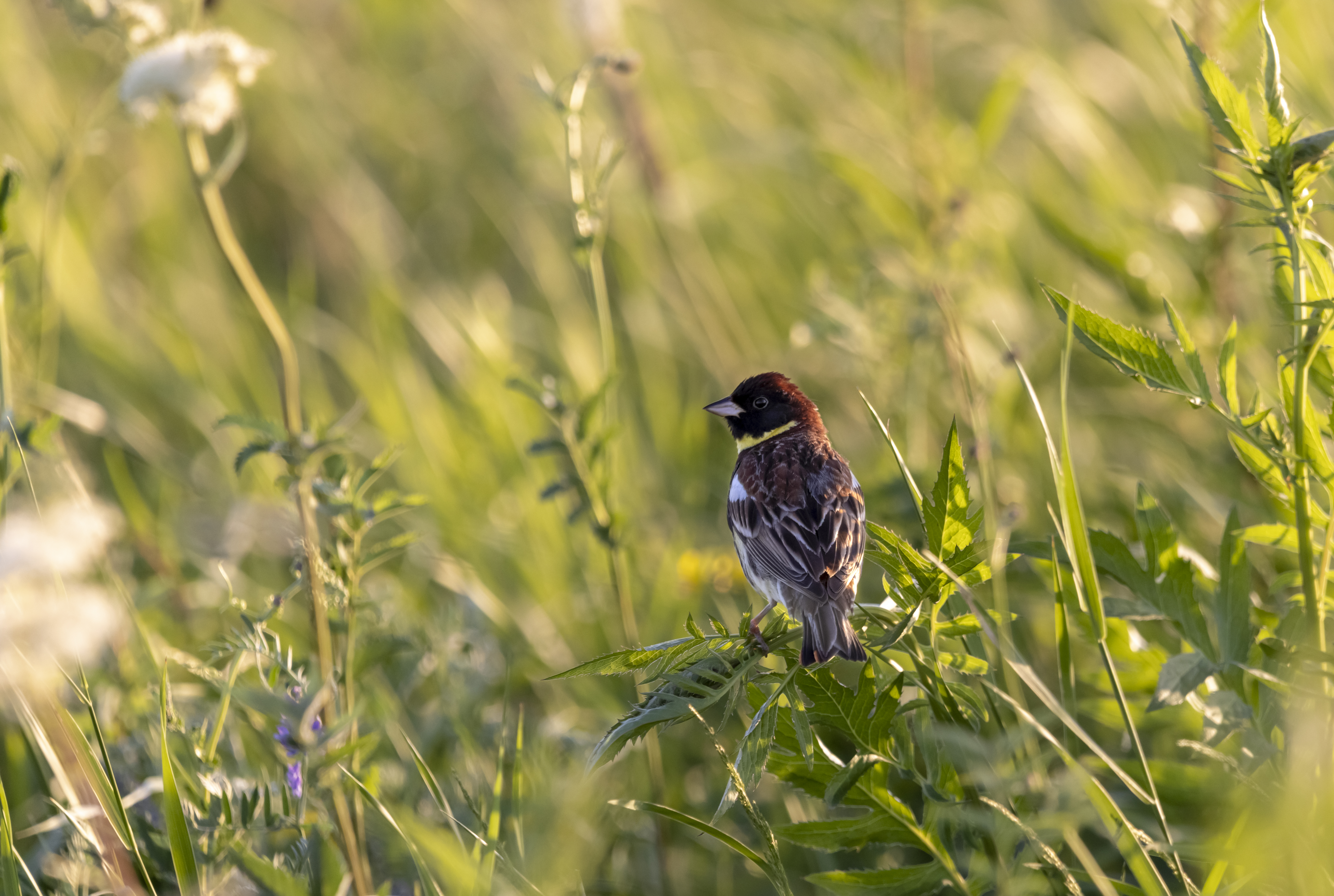 Bird among the reeds at a Central Asian wetland