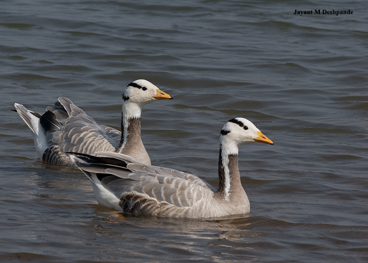 Bar-headed Goose (Anser indicus)